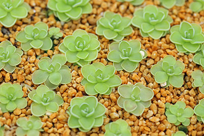 Plante carnivore : Pinguicula